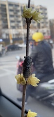 Yezoterpnosia obscura