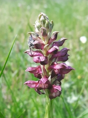 Anacamptis coriophora