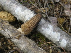 Morchella importuna