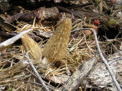 Morchella importuna