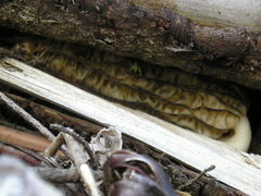 Morchella importuna
