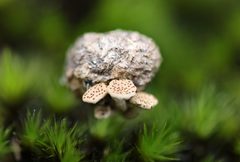 Poronia erici