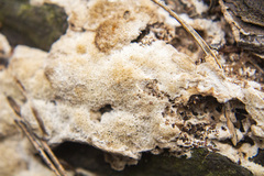 Steccherinum collabens