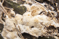 Steccherinum collabens