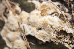 Steccherinum collabens