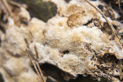 Steccherinum collabens