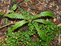 Blechnum mochaenum