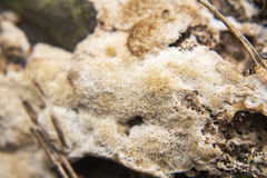 Steccherinum collabens