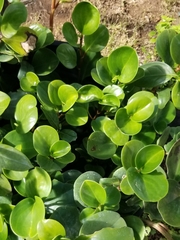Peperomia obtusifolia