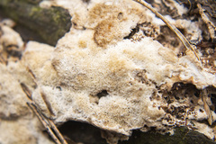 Steccherinum collabens