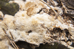 Steccherinum collabens