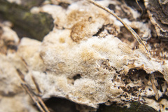 Steccherinum collabens