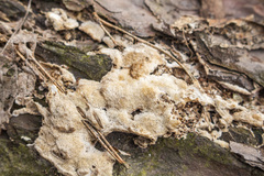 Steccherinum collabens