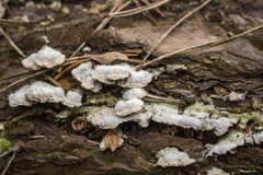 Steccherinum collabens