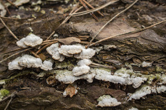 Steccherinum collabens