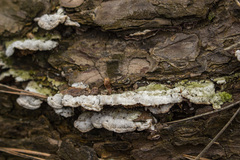 Steccherinum collabens