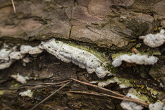 Steccherinum collabens