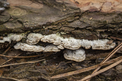 Steccherinum collabens