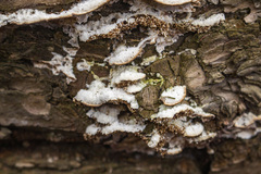 Steccherinum collabens