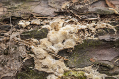 Steccherinum collabens