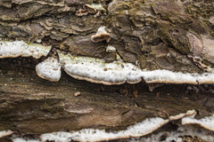 Steccherinum collabens