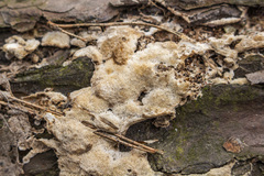 Steccherinum collabens