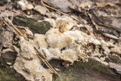 Steccherinum collabens