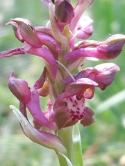 Anacamptis coriophora