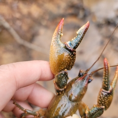 Lacunicambarus dalyae