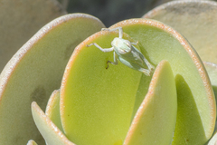 Phaulotypus