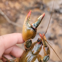 Lacunicambarus dalyae