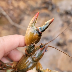 Lacunicambarus dalyae