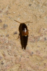 Tachyporus nitidulus