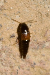 Tachyporus nitidulus
