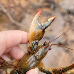 Lacunicambarus dalyae