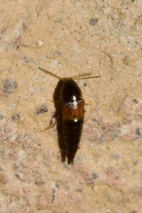 Tachyporus nitidulus