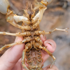 Lacunicambarus dalyae