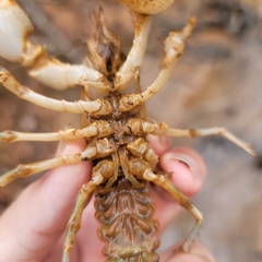 Lacunicambarus dalyae