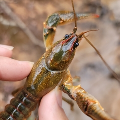 Lacunicambarus dalyae