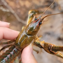 Lacunicambarus dalyae