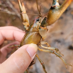 Lacunicambarus dalyae