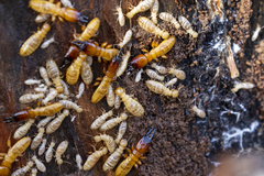 Zootermopsis nevadensis