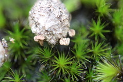 Poronia erici