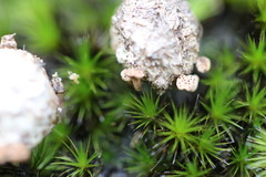 Poronia erici