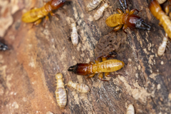 Zootermopsis nevadensis