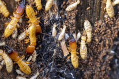 Zootermopsis nevadensis