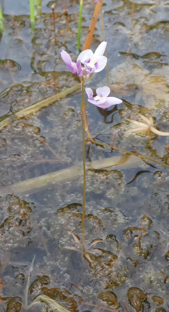 Utricularia benjaminiana Oliv.