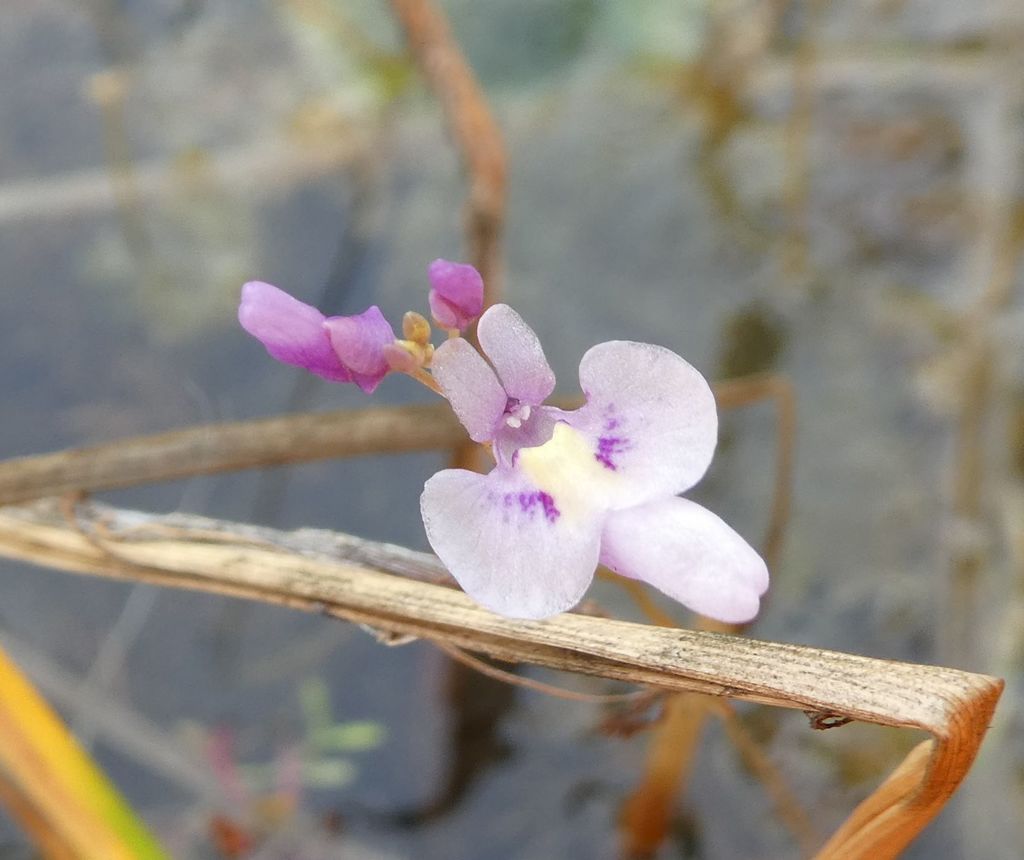 Utricularia benjaminiana Oliv. 2
