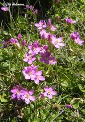 Centaurium cachanlahuen