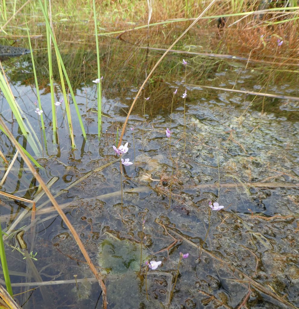 Utricularia benjaminiana Oliv. 3